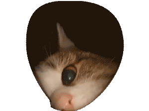 (GIF cu pisică)